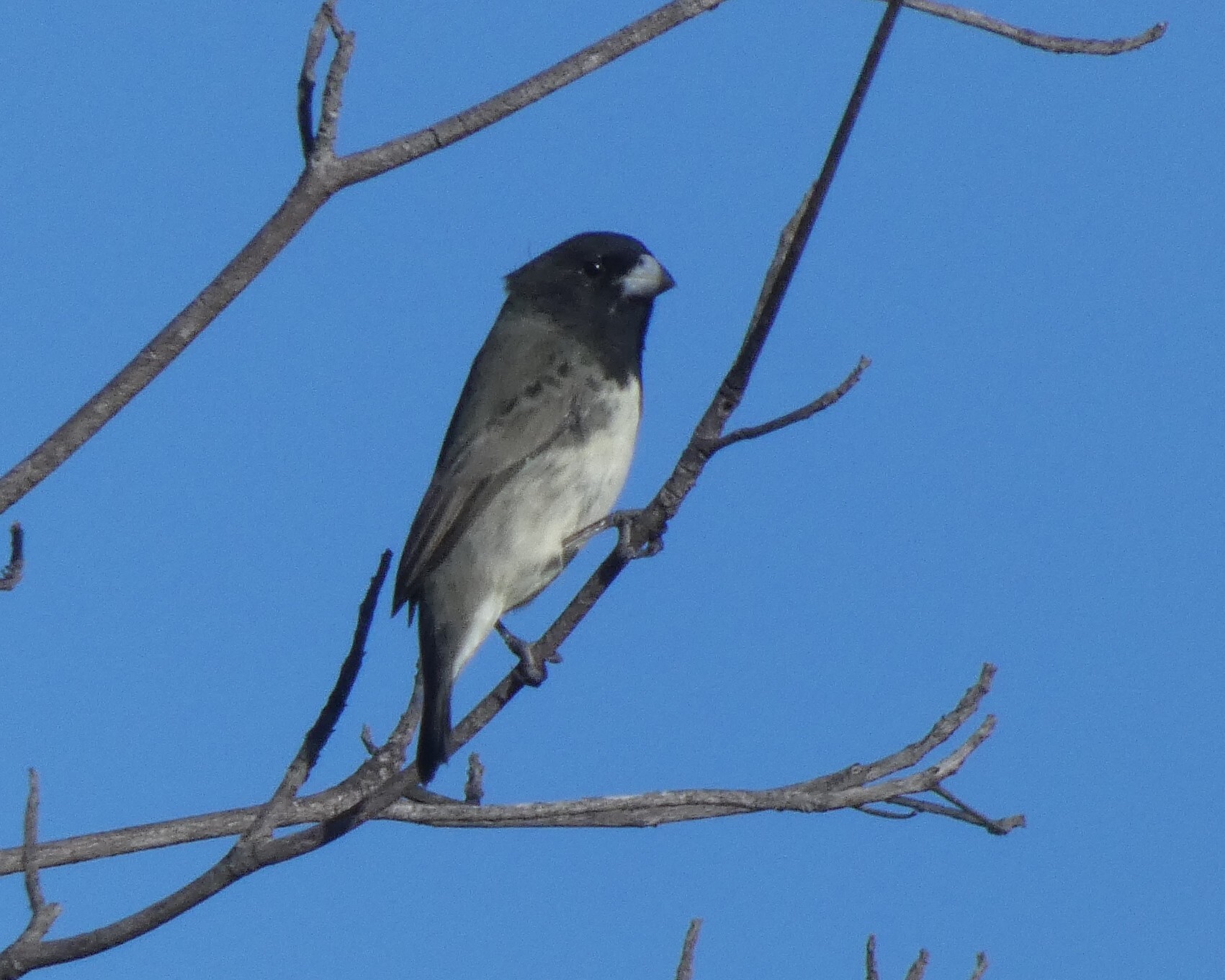 Dubois's Seedeater (Sporophila ardesiaca), photo 2