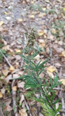 Artemisia vulgaris