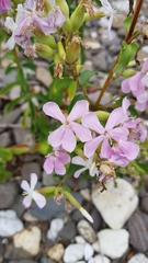 Saponaria officinalis