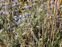 Erigeron ursinus