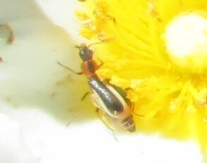 Attalus limbatus