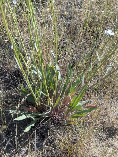 Cronquist's stickseed (Hackelia cronquistii)