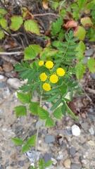 Tanacetum vulgare
