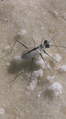 Habroscelimorpha dorsalis