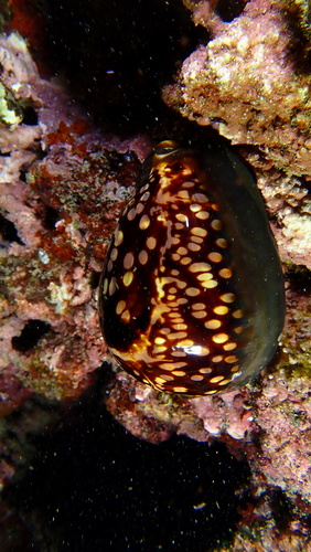 Mauritia mauritiana observed 2025-05-05