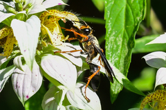 Sphex flavovestitus