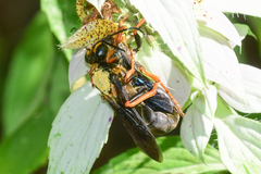 Sphex flavovestitus