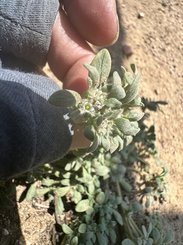 California fiddleleaf (Nama californica)