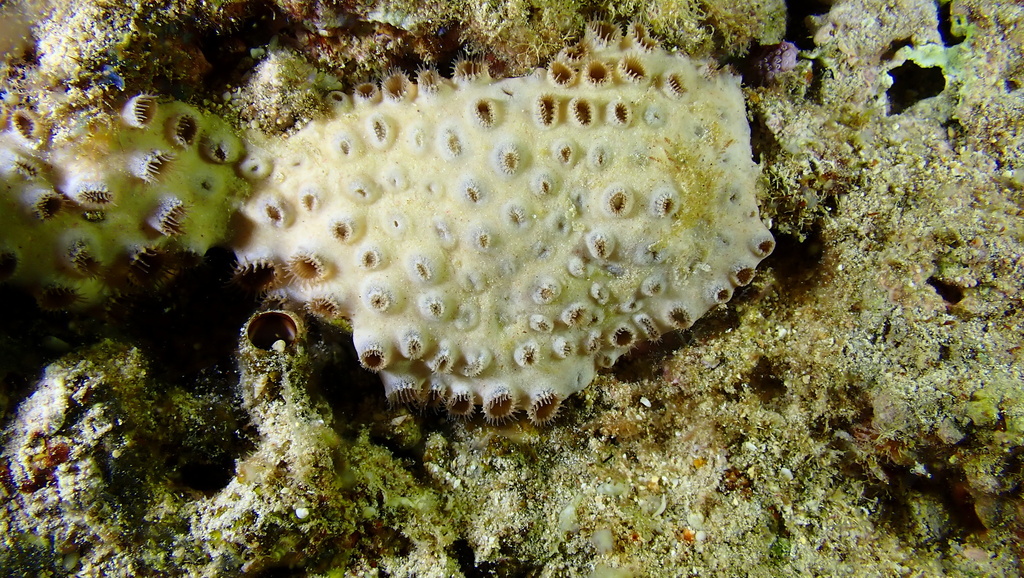 Palythoa tuberculosa