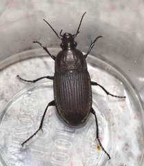 Chlaenius tomentosus