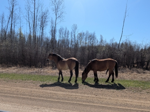 Domestic Horse
