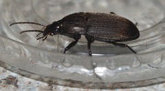 Chlaenius tomentosus