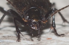 Chlaenius tomentosus