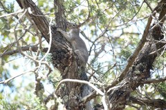 Sciurus nayaritensis