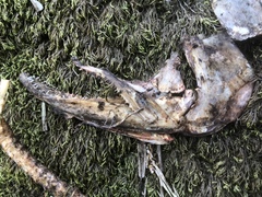 Oncorhynchus gorbuscha