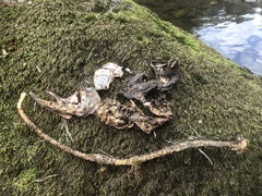 Oncorhynchus gorbuscha