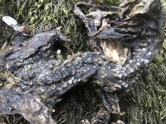 Oncorhynchus gorbuscha