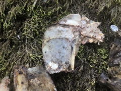 Oncorhynchus gorbuscha