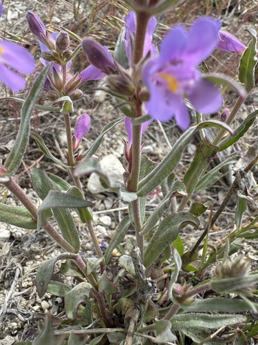 Image of Penstemon miser by no rights reserved