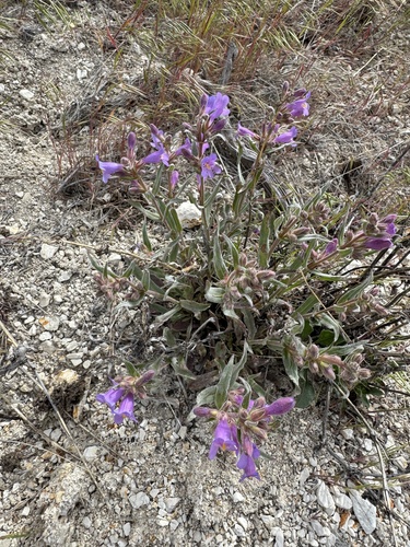 Malheur Penstemon (Penstemon miser)