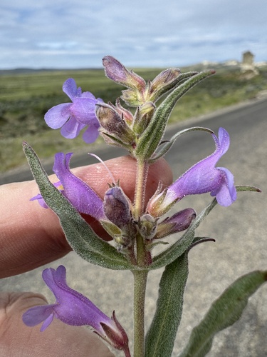 Image of Penstemon miser by no rights reserved