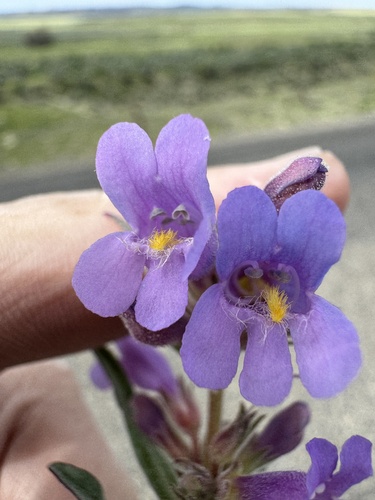 Image of Penstemon miser by no rights reserved