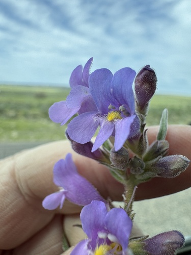 Image of Penstemon miser by no rights reserved