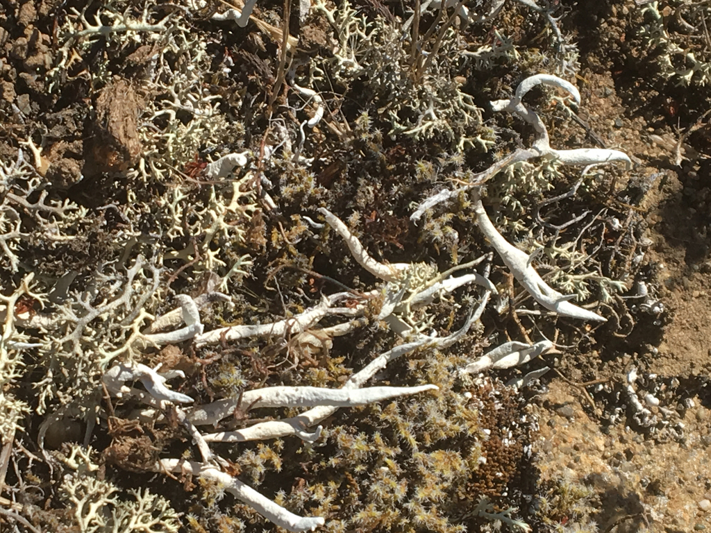 Thamnolia vermicularis