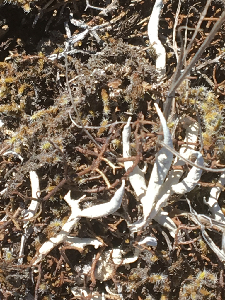 Thamnolia vermicularis