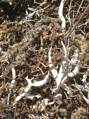 Thamnolia vermicularis vermicularis