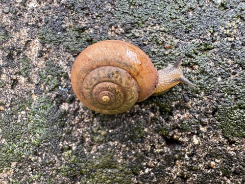 Bradybaena similaris observed 2025-04-29