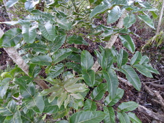 Polyscias cutispongia