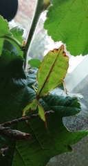 Pulchriphyllium giganteum