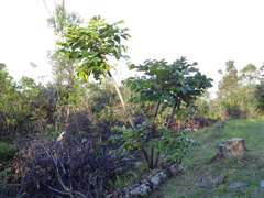 Polyscias cutispongia