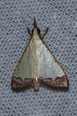 Autocharis hedyphaes