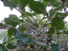 Polyscias cutispongia