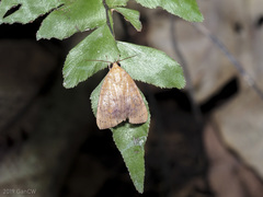 Maurilia