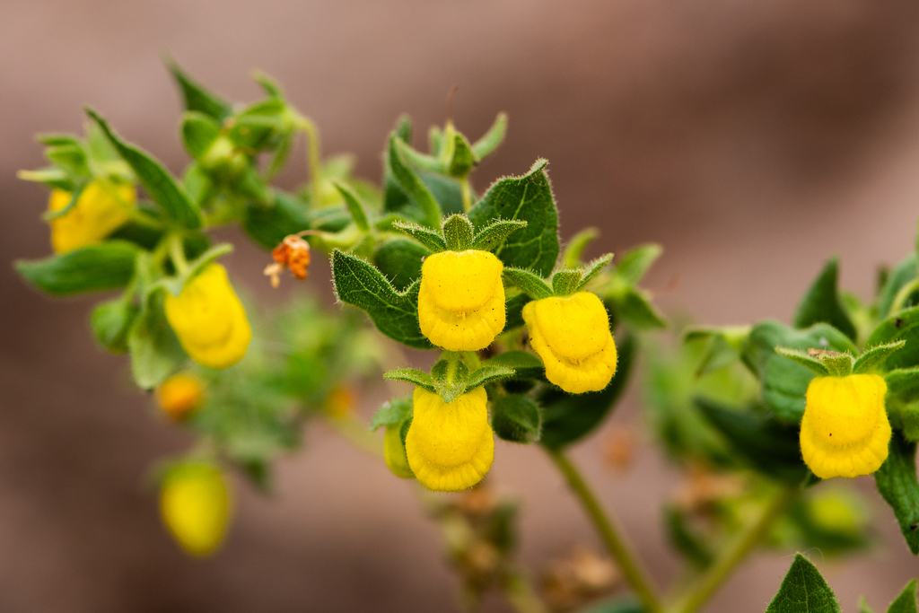 Calceolaria petioalaris