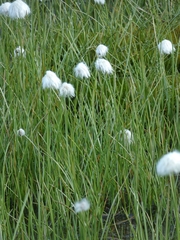 Eriophorum scheuchzeri