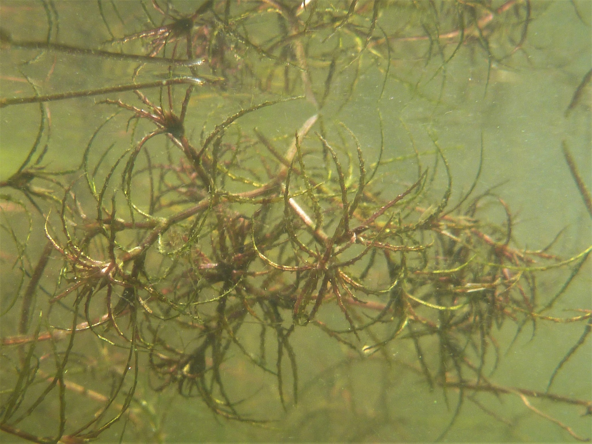 Najas minor