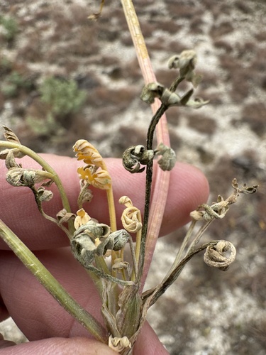 Image of Lomatium bentonitum by no rights reserved