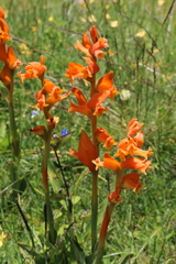 Dichromanthus aurantiacus