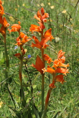 Dichromanthus aurantiacus