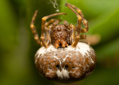 Mastophora cornigera