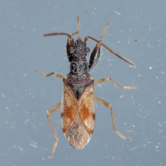 Pseudopamera setosa