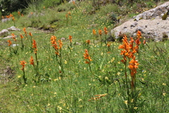 Dichromanthus aurantiacus