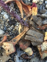 Eriogonum apiculatum