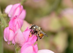 Copestylum tamaulipanum