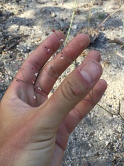 Eriogonum apiculatum