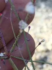 Eriogonum apiculatum